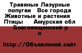 Травяные Лазурные попугаи - Все города Животные и растения » Птицы   . Амурская обл.,Благовещенский р-н